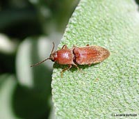 Elateridae