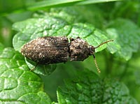 Agrypnus murinus