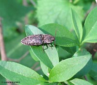 Elateridae Adelocera murina