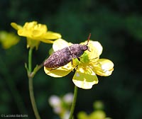 Elateridae brizzolato