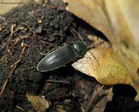 Coleottero Elateridae nero