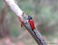 Elateridae rosso