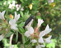 Elateridae nero