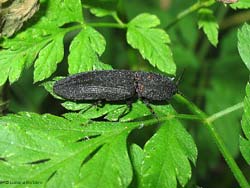 Lacon punctatus
