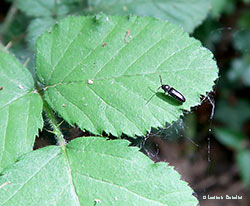 Elateridae