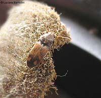 Elateridae Zorochros sp.