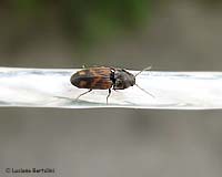 Elateridae Zorochros sp.
