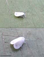aleirodide - moschina bianca