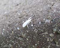 Aleurodes sp. - moschina bianca