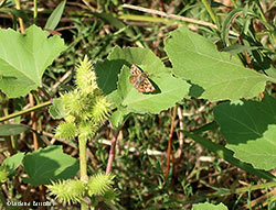Carcharodus alceae, l'Esperide dell'alcea