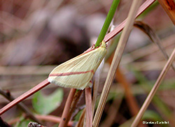 Geometridae: Rhodometra Sacraria