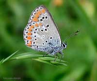 Aricia agestis