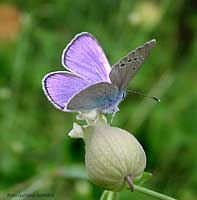 Glaucopsyche alexis