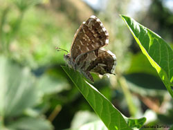 Cacyreus marshalli