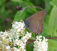 Satyrium ilicius