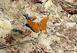 Mellicta athalia