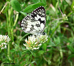 Melanargia galathea