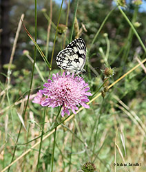 Melanargia galathea