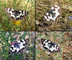 Melanargia galathea
