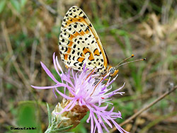 Melitaea didyma