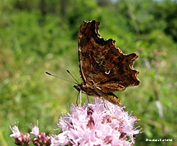 Polygonia C. Bianco