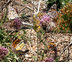 Vanessa cardui