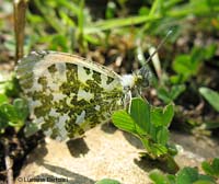 Farfalla Anthocharis cardamines femmina