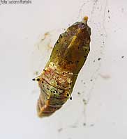 Crisalide matura di Pieris brassicae