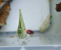 Pieris brassicae uscita dalla crisalide