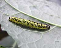 Bruco di Pieris brassicae