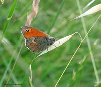 Coenonympha pamphilus
