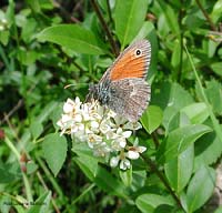 Coenonympha pamphilus su fiore bianco