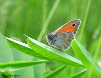 Coenonympha pamphilus su foglia di leguminosa