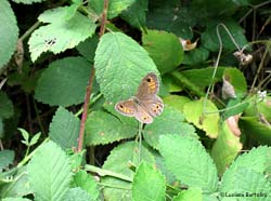 Lasiommata maera maschio