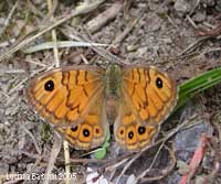 Lasiommata megera