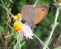 Maniola jurtina