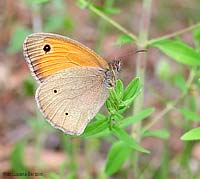 Maniola jurtina
