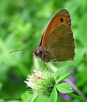 Maniola jurtina