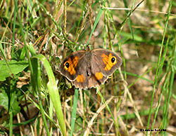 Maniola jurtina