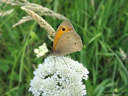 Maniola jurtina
