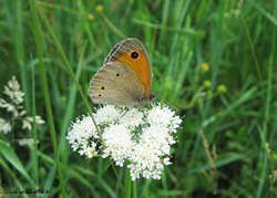 Maniola jurtina su di un fiore ombrellifera