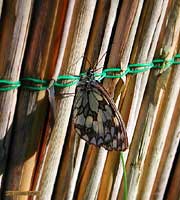 Melanargia galathea chiusa