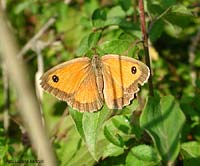Pyronia tithonus