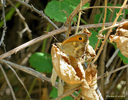 Pyronia tithonus
