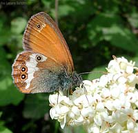Coenonympha arcania
