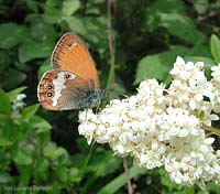 Coenonympha arcania