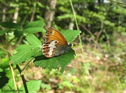 Coenonympha arcania famiglia Nymphalidae