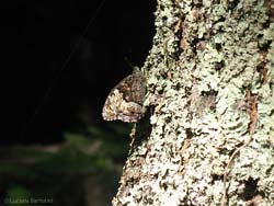 Hipparchia fagi
