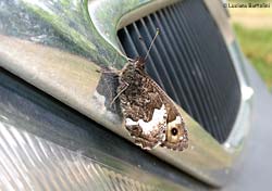 Hipparchia sp.
