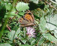 Lasiommata maera